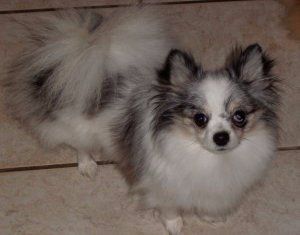 blue merle Pomeranian